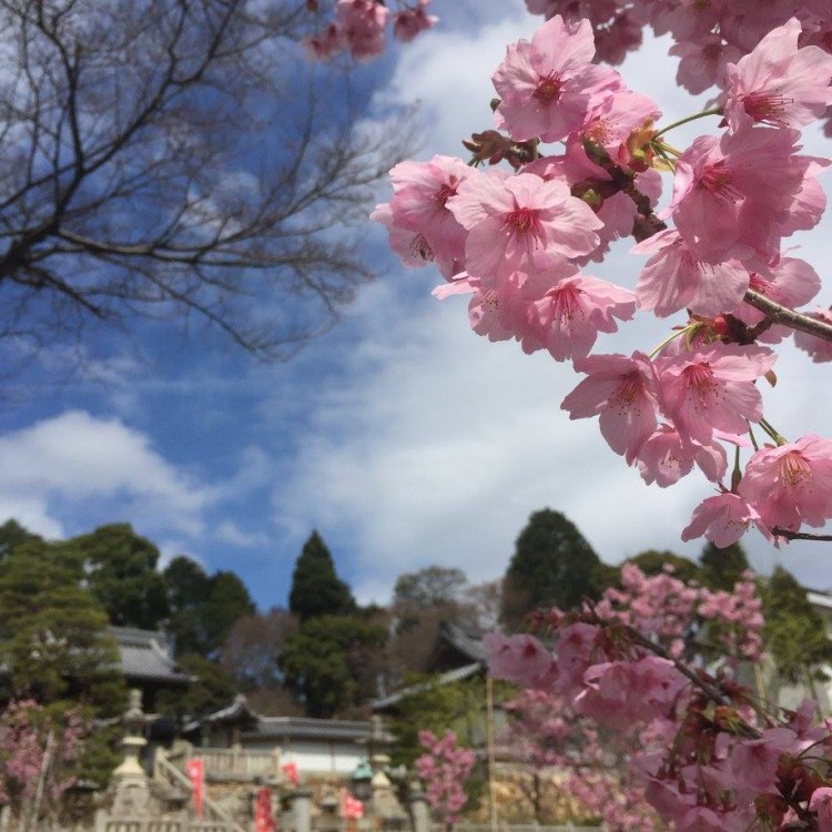 春の景色 京都 眼の観音様 柳谷観音 立願山楊谷寺